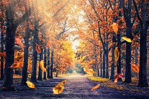 Lumière d'automne