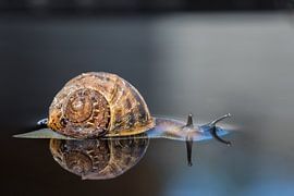 Relaxen Segrijn slak  met spiegeling (reflectie) Relaxing Snail  by T de Smit