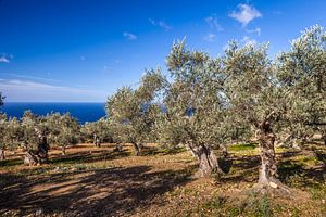 Olivenhain in der Serra de Tramuntana bei Son Marroig, Mallorca