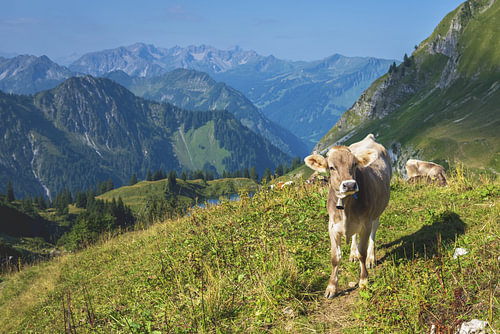 Braunvieh vor großer Kulisse