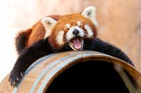 Schläfriger roter Panda
