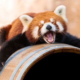 Slaperige Rode Panda van Ronald Huijzer