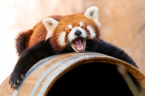 Sleepy Red Panda