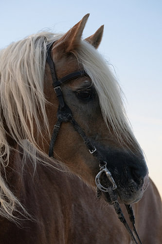 Haflinger in the evening light – a portrait of a horse with sand in its coat