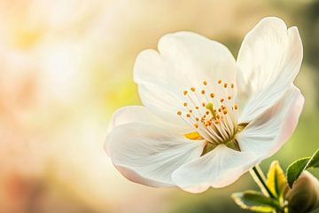 Bloeiende witte bloemendetails in het licht van Poster Art Shop