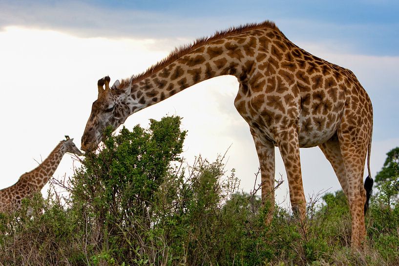 Giraffenspeise von Peter Michel