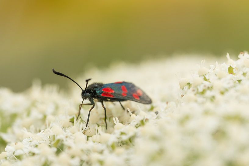 St. John's butterfly by Moetwil en van Dijk - Fotografie