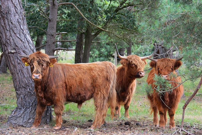 Hear see and silence, Scottish Highlanders by My Footprints