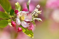 Spring in the garden