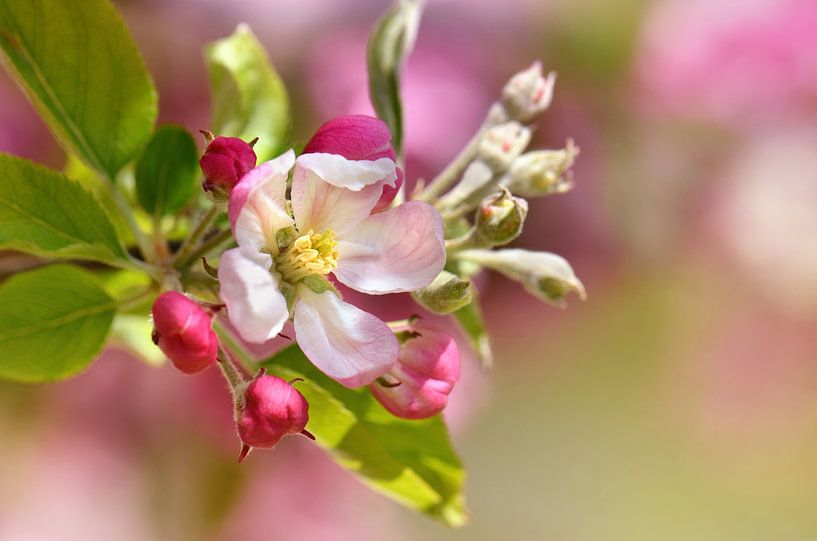 Spring in the garden by Violetta Honkisz