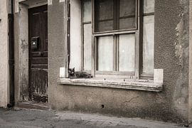 Vensterbank kat by Elles Rijsdijk