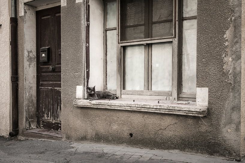 Vensterbank kat von Elles Rijsdijk