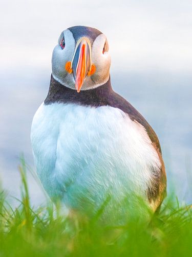 Puffin on Iceland
