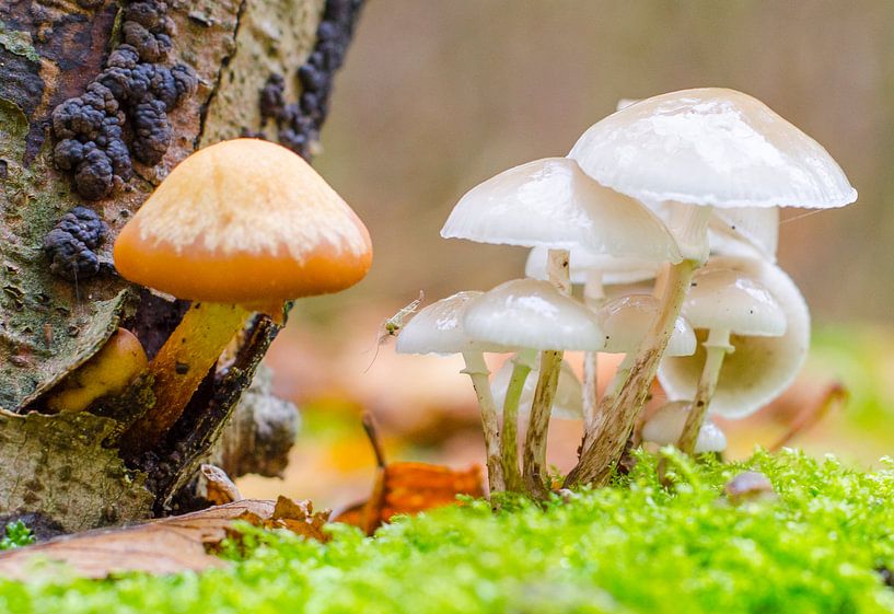 Herfst - paddenstoelen met vlieg von Jack Koning