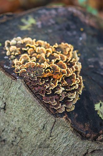 Boomstronk met schimmel