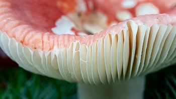 Agaric tue-mouches