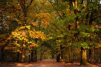 Automne dans la forêt, les arbres prennent une belle couleur jaune orangé