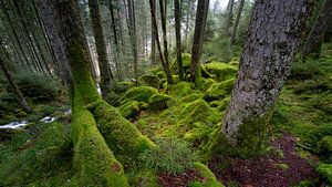 Moos im Wald