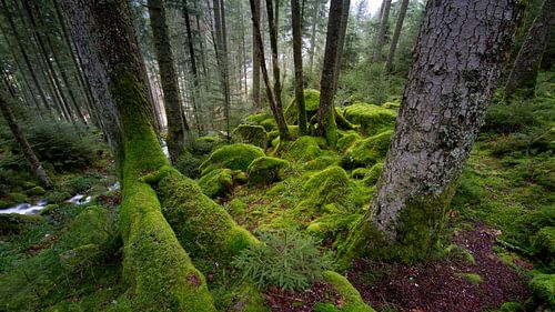 La mousse dans la forêt