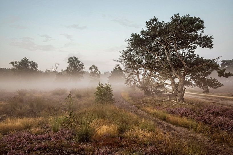 Strabrechtse Heide by Rob Boon
