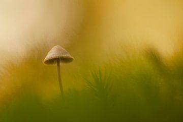 Pilz im goldenen Herbstlicht von Birgitte Bergman
