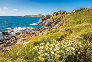 Felsküste mit Margeriten am Pointe de Bihit, Trébeurden, Bretagne