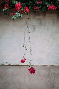 le pouvoir des fleurs