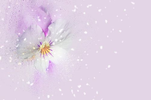 Blüten-Zauber mit fliederfarbenem Hintergrund