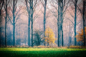 Autumn by Rudi Everaert