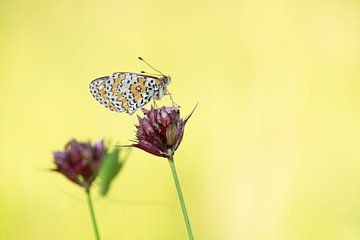 Perlmutt-Schmetterling von Elles Rijsdijk