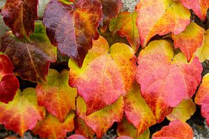 Red Boston Ivy Leaves in Autumn