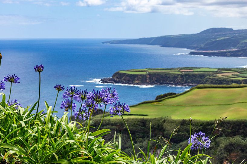 Agapanthus bloemen (Azoren) van Easycopters