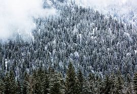 Winterwald in den Bergen mit Nebel von Frank Herrmann