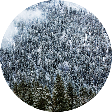 Winterbos in de bergen met mist van Frank Herrmann