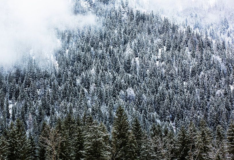 Winterbos in de bergen met mist van Frank Herrmann