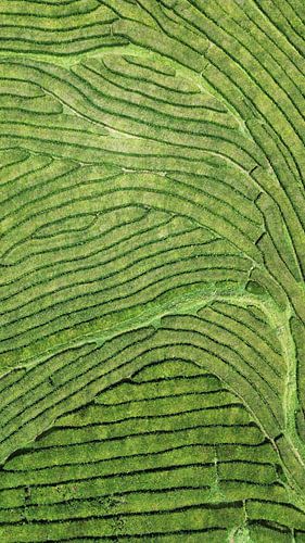 Tea fields Cha Gorreana, the Azores