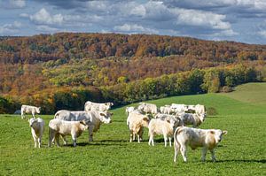 Charolais Rinder in der herbstlichen Rhön