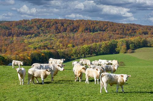 Charolais cattle in the autumn Rhön