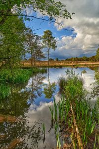 Naturmoor in der Noorderheide bei Vierhouten