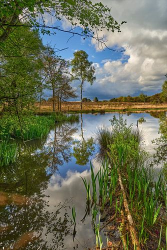 Natural fen on the Noorderheide near Vierhouten