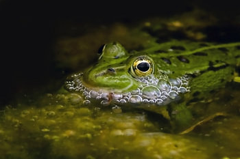 Grüner Frosch mit Luftblasen