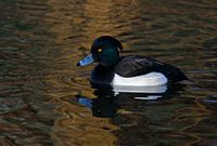kuifeend in gouden water
