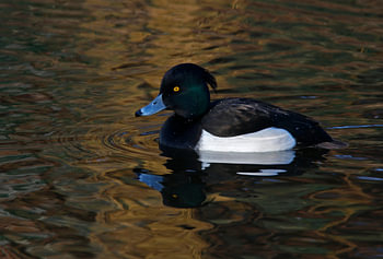 kuifeend in gouden water