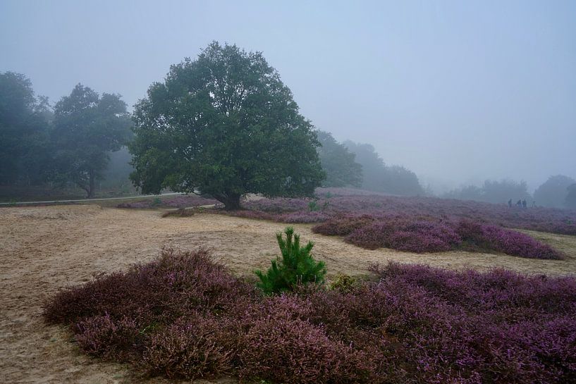 Heidekraut am Saum der Veluwe von Femke Looman