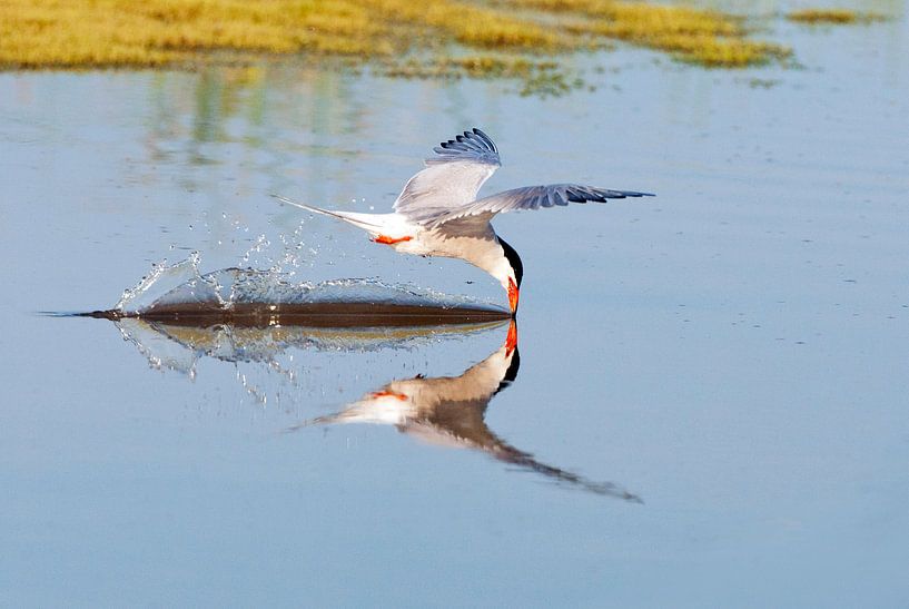 Adult Common Tern (Sterna hirundo) by Beschermingswerk voor aan uw muur
