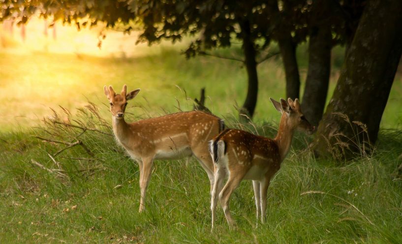 Ree im Sonnenuntergang von Wim Brauns