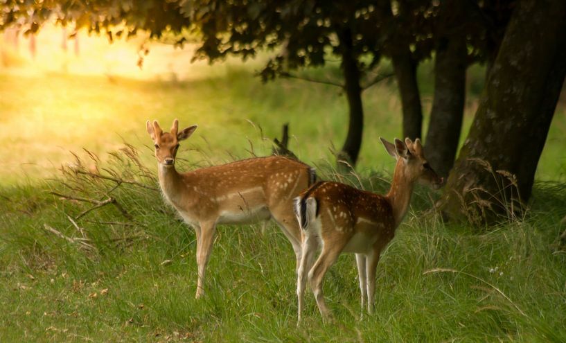 Ree in de zonsondergang van Wim Brauns