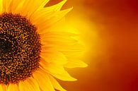 feurige Sonnenblume von Dennis Carette Miniaturansicht