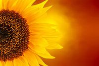 fiery sunflower