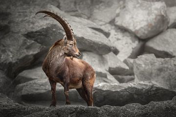Steenbok op de uitkijk in de bergen | wildlife fotografie van Laura Dijkslag